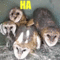 6N7Rz.gif