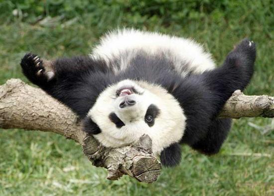 panda.preview.jpg