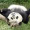 panda.preview.jpg