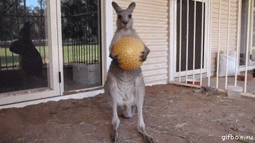 2AcfV.gif