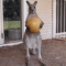 2AcfV.gif