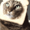 FURrG.gif