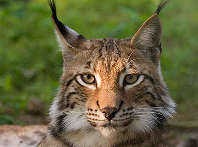 Lynx.png