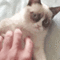 Z95ZG.gif