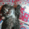 iAWsC.gif