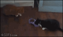 JCkt0.gif