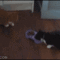 JCkt0.gif