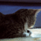 43467.gif