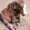 dwarf-horse-thumbellina-300x233.jpg