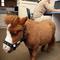 354628-dtgallery-mini-horse.jpg