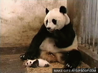 134215_o.gif