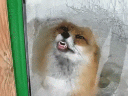 tumblr_lxufc3zc3X1r2h9bro2_250.gif