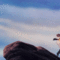 6vHel0o.gif