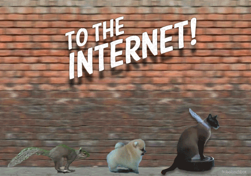 tumblr_mh273kxsb21ry46hlo1_500.gif