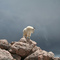 mountain-goat3.jpg