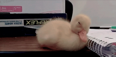 feels.gif