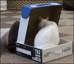 tumblr_mn68tukuuZ1qdlh1io1_250.gif