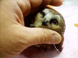 tumblr_mmevv8lTaI1s2a3fxo1_250.gif