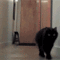 tumblr_mjvy1jfvVP1ri3hwbo1_400.gif