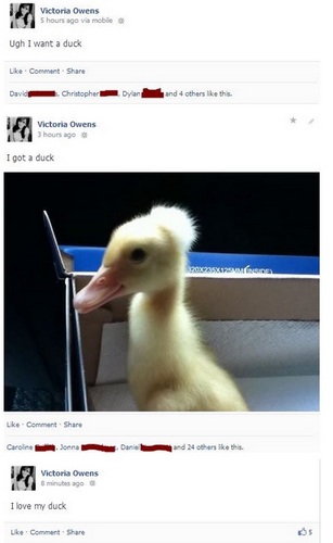 duck.jpg