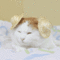 tumblr_mrtlk8io411rw1wnno1_500.gif