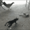 aBKwjoQ_460sa.gif