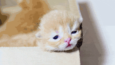 tumblr_mszgbdPWFc1rw1wnno1_400.gif