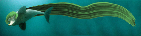 dolphin with extensions.jpg
