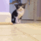 tumblr_muvsmybjkC1rw1wnno1_500.gif