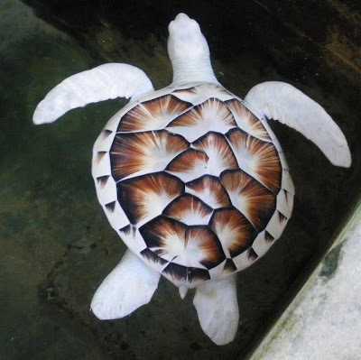 sea+turtle.jpg