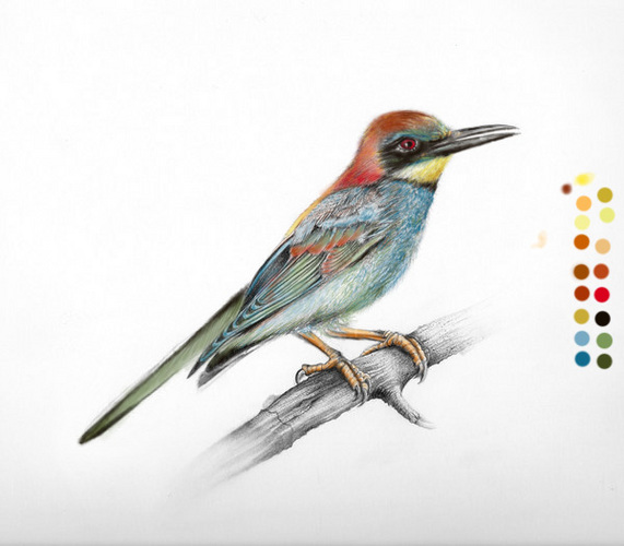 bird.jpg