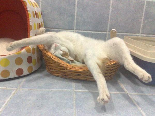 funny-sleeping-cats-10.jpg