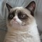 Grumpy-Cat1.jpg