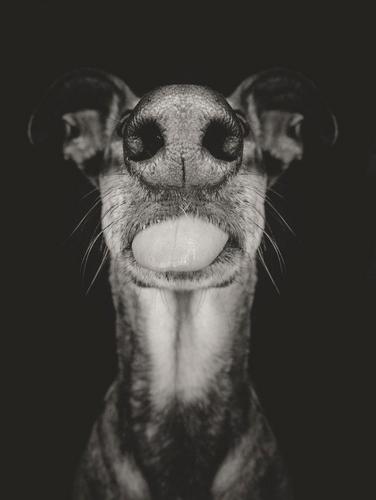 dog-portrait-photography-elke-vogelsang-8.jpg