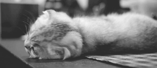 tumblr_n3epis2Pk81sajoh5o1_500.gif