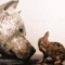 tumblr_m6gbrc5k1t1rs1bomo1_500.gif