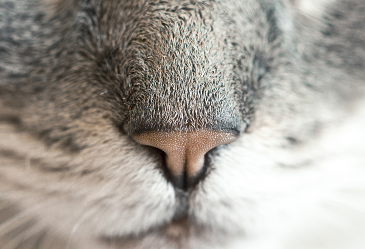 nose-up.jpg