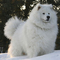 funny-hairy-animals-40__700.jpg