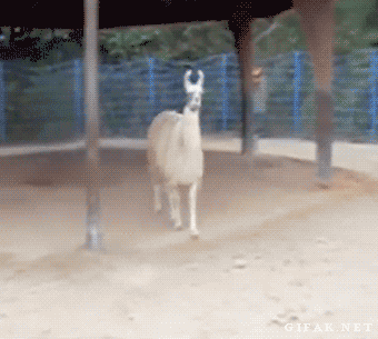 animal-gifs-077-001.gif