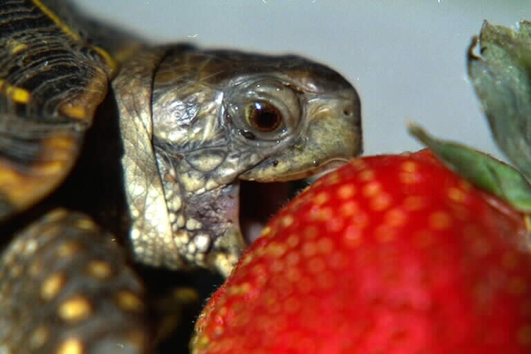 treat-turtle-that-wont-eat-1.1-800x800.jpg