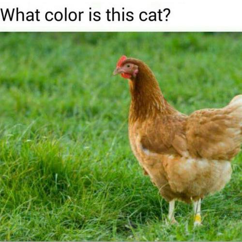 960300_739632129469061_2259281323154438049_n.jpg