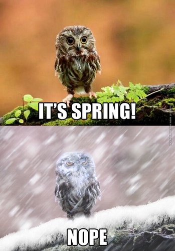 funny-pictures-is-it-spring-nope-owl.jpg
