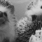 tumblr_manrl35qCT1qigj88o1_500.gif