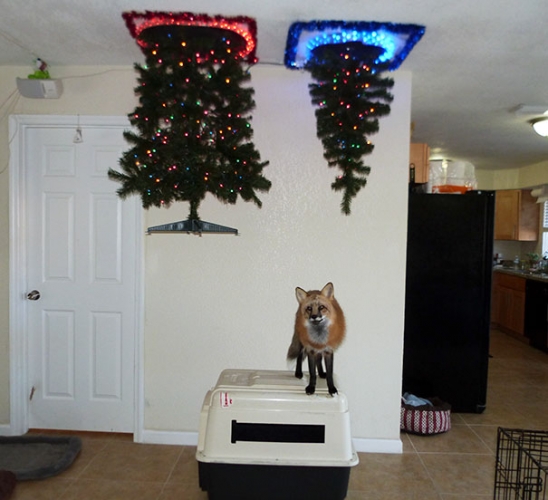 protecting-christmas-tree-from-dogs-cats-pets-17-585a73af7574f__605.jpg